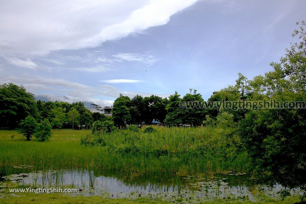 YTS_YTS_20190702_花蓮市區田埔生態池Hualien City Tianbu Ecological Pond014_539A0848.jpg