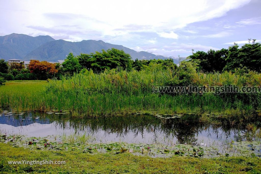YTS_YTS_20190702_花蓮市區田埔生態池Hualien City Tianbu Ecological Pond018_539A0853.jpg