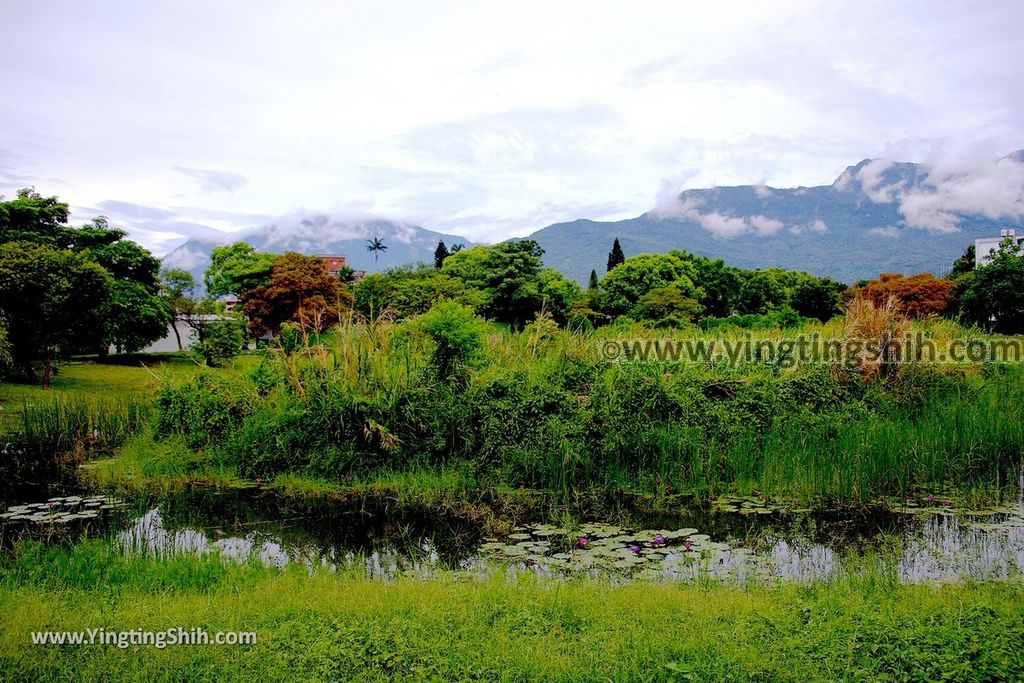 YTS_YTS_20190702_花蓮市區田埔生態池Hualien City Tianbu Ecological Pond025_539A0885.jpg