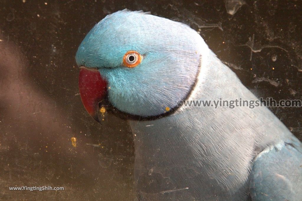 YTS_YTS_20190112_南投鹿谷國立自然科學博物館鳳凰谷鳥園／萬年亨衢Nantou Lugu Fenghuanggu Bird and Ecological Park091_3A5A9090.jpg