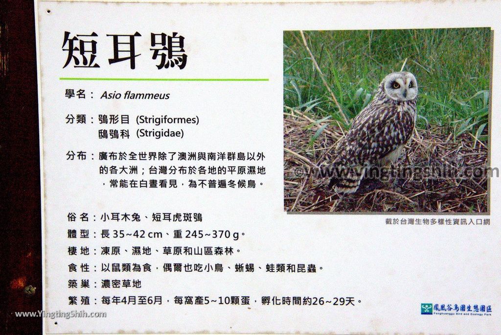 YTS_YTS_20190112_南投鹿谷國立自然科學博物館鳳凰谷鳥園／萬年亨衢Nantou Lugu Fenghuanggu Bird and Ecological Park095_3A5A9138.jpg