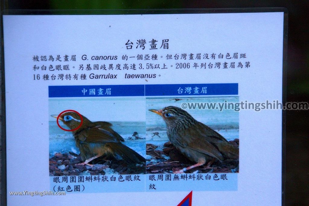 YTS_YTS_20190112_南投鹿谷國立自然科學博物館鳳凰谷鳥園／萬年亨衢Nantou Lugu Fenghuanggu Bird and Ecological Park124_3A5A9380.jpg