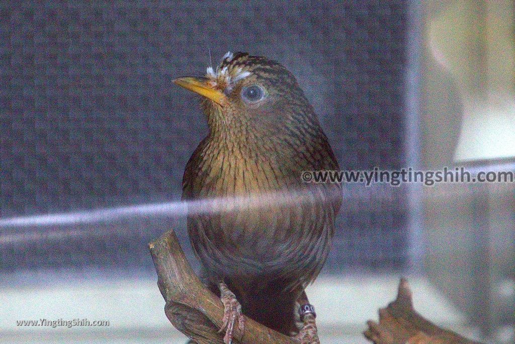 YTS_YTS_20190112_南投鹿谷國立自然科學博物館鳳凰谷鳥園／萬年亨衢Nantou Lugu Fenghuanggu Bird and Ecological Park123_3A5A9363.jpg