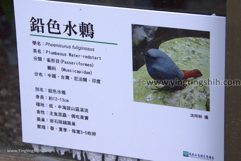 YTS_YTS_20190112_南投鹿谷國立自然科學博物館鳳凰谷鳥園／萬年亨衢Nantou Lugu Fenghuanggu Bird and Ecological Park126_3A5A9408.jpg