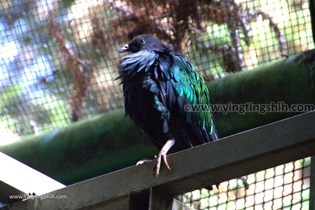 YTS_YTS_20190112_南投鹿谷國立自然科學博物館鳳凰谷鳥園／萬年亨衢Nantou Lugu Fenghuanggu Bird and Ecological Park156_3A5A9813.jpg