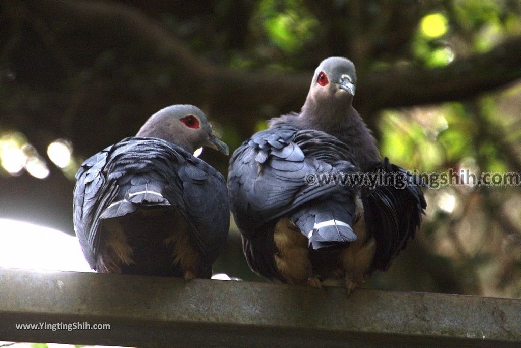 YTS_YTS_20190112_南投鹿谷國立自然科學博物館鳳凰谷鳥園／萬年亨衢Nantou Lugu Fenghuanggu Bird and Ecological Park157_3A5A9823.jpg