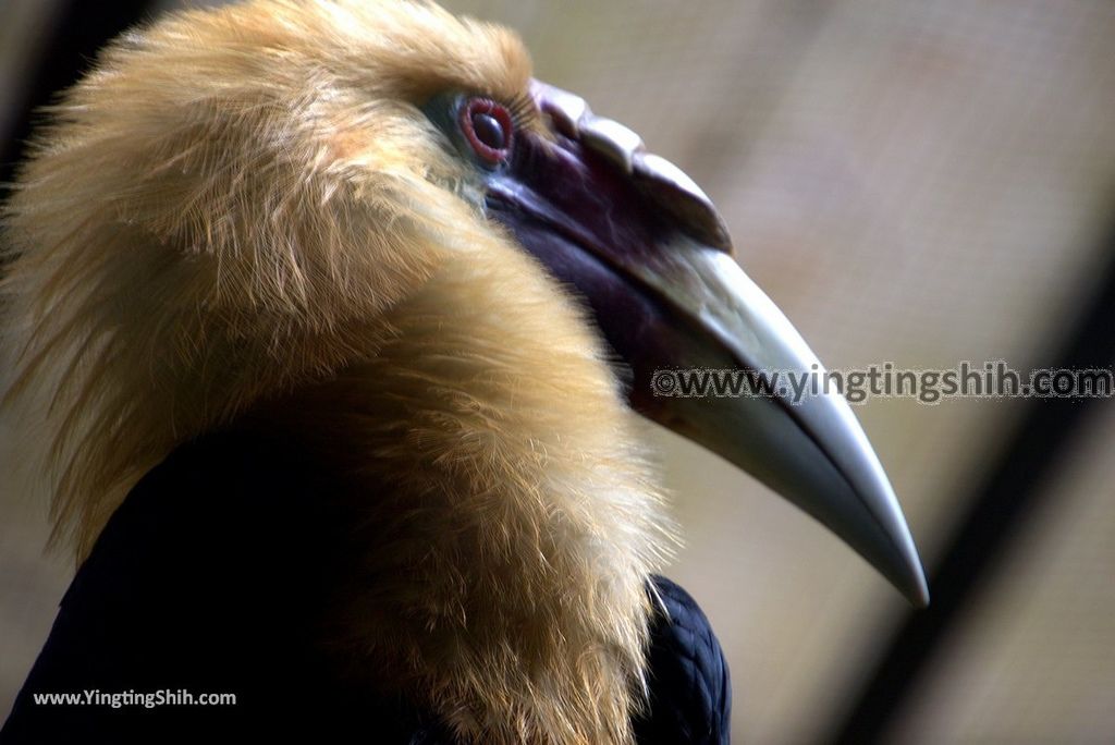 YTS_YTS_20190112_南投鹿谷國立自然科學博物館鳳凰谷鳥園／萬年亨衢Nantou Lugu Fenghuanggu Bird and Ecological Park166_3A5A9941.jpg