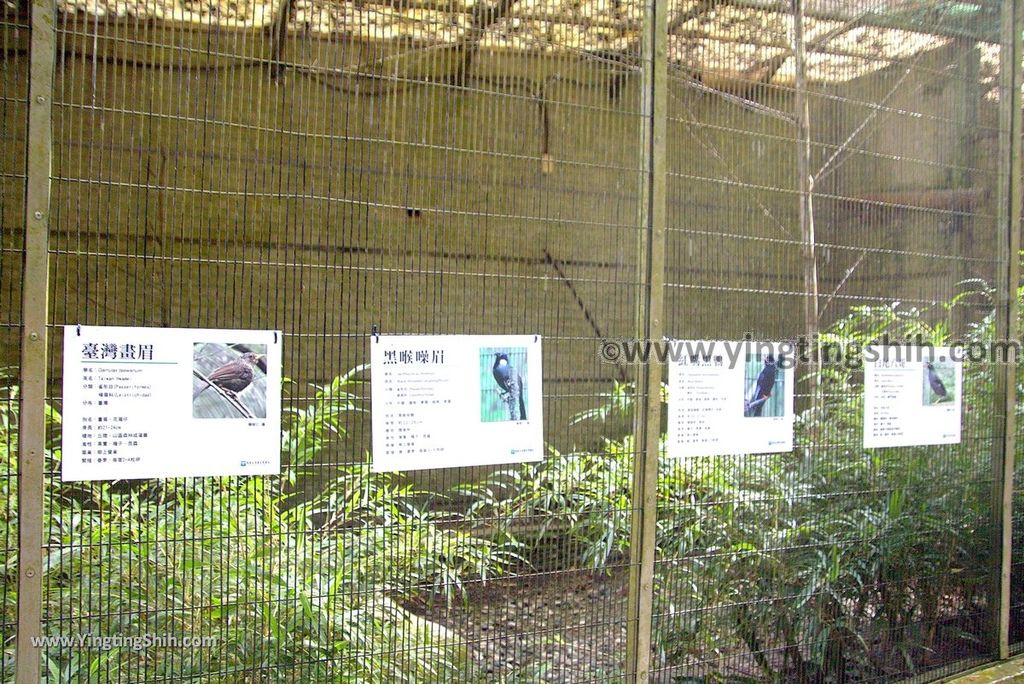 YTS_YTS_20190112_南投鹿谷國立自然科學博物館鳳凰谷鳥園／萬年亨衢Nantou Lugu Fenghuanggu Bird and Ecological Park177_3A5A0117.jpg