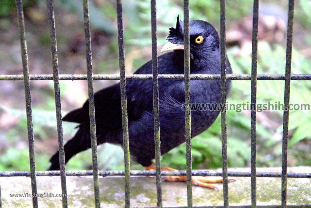 YTS_YTS_20190112_南投鹿谷國立自然科學博物館鳳凰谷鳥園／萬年亨衢Nantou Lugu Fenghuanggu Bird and Ecological Park180_3A5A0137.jpg