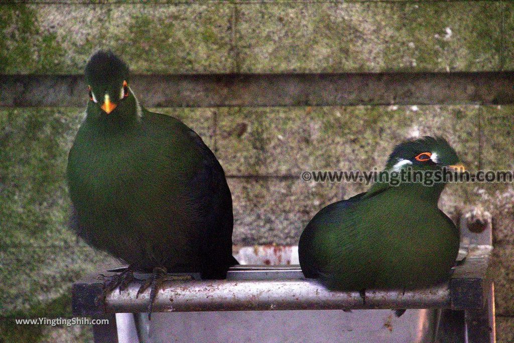 YTS_YTS_20190112_南投鹿谷國立自然科學博物館鳳凰谷鳥園／萬年亨衢Nantou Lugu Fenghuanggu Bird and Ecological Park179_3A5A0092.jpg