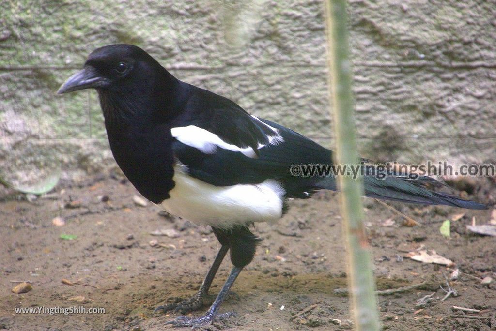 YTS_YTS_20190112_南投鹿谷國立自然科學博物館鳳凰谷鳥園／萬年亨衢Nantou Lugu Fenghuanggu Bird and Ecological Park183_3A5A0162.jpg