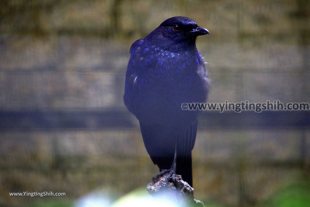 YTS_YTS_20190112_南投鹿谷國立自然科學博物館鳳凰谷鳥園／萬年亨衢Nantou Lugu Fenghuanggu Bird and Ecological Park185_3A5A0174.jpg