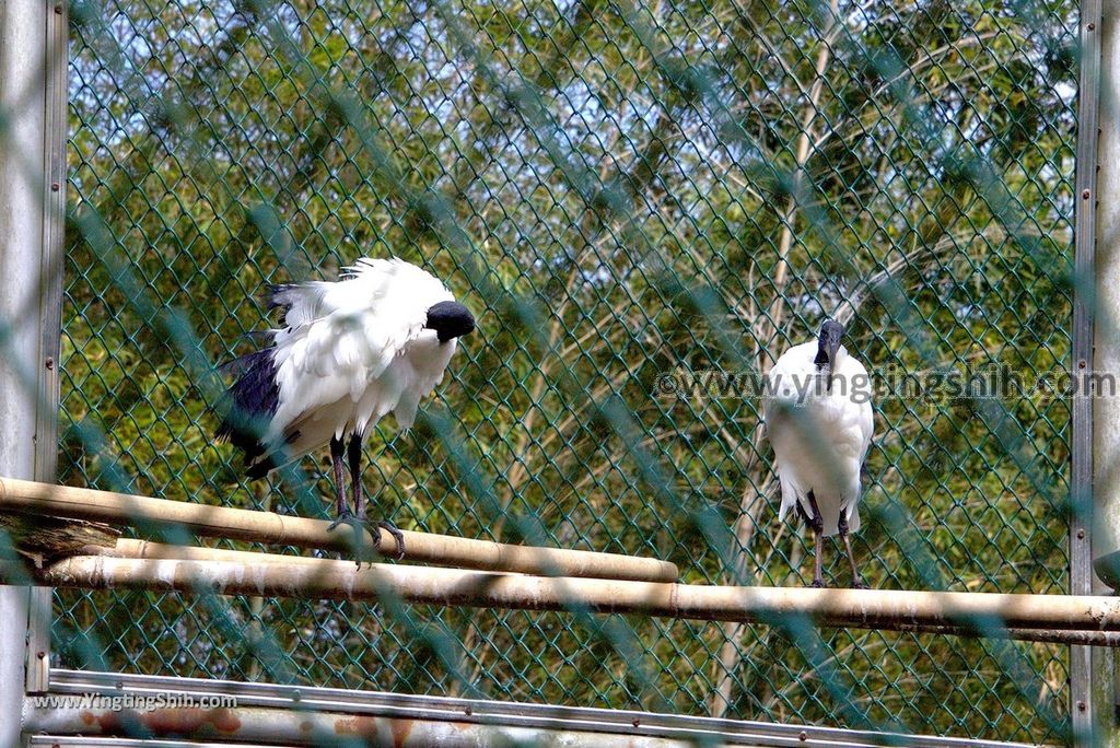 YTS_YTS_20190112_南投鹿谷國立自然科學博物館鳳凰谷鳥園／萬年亨衢Nantou Lugu Fenghuanggu Bird and Ecological Park204_3A5A0419.jpg