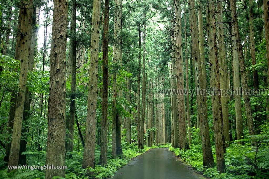 YTS_YTS_20190712_日本東北山形面白山紅葉川渓谷／藤花の滝／仙山淵Japan Tohoku Yamagata Omoshiroyamakogen／Cosmos Berg001_539A6087.jpg