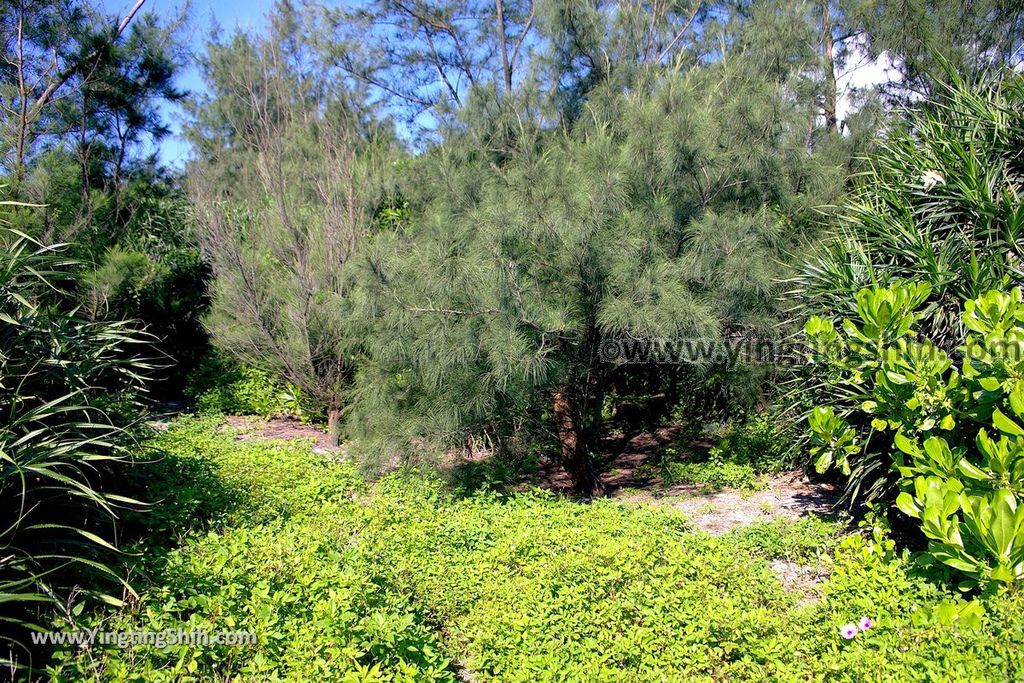 YTS_YTS_20190629_花蓮新城193黑森林小徑／德燕濱海植物區Hualien Xincheng Deryen Beach043_539A5210.jpg