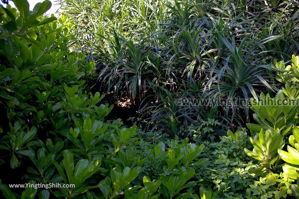 YTS_YTS_20190629_花蓮新城193黑森林小徑／德燕濱海植物區Hualien Xincheng Deryen Beach045_539A5212.jpg