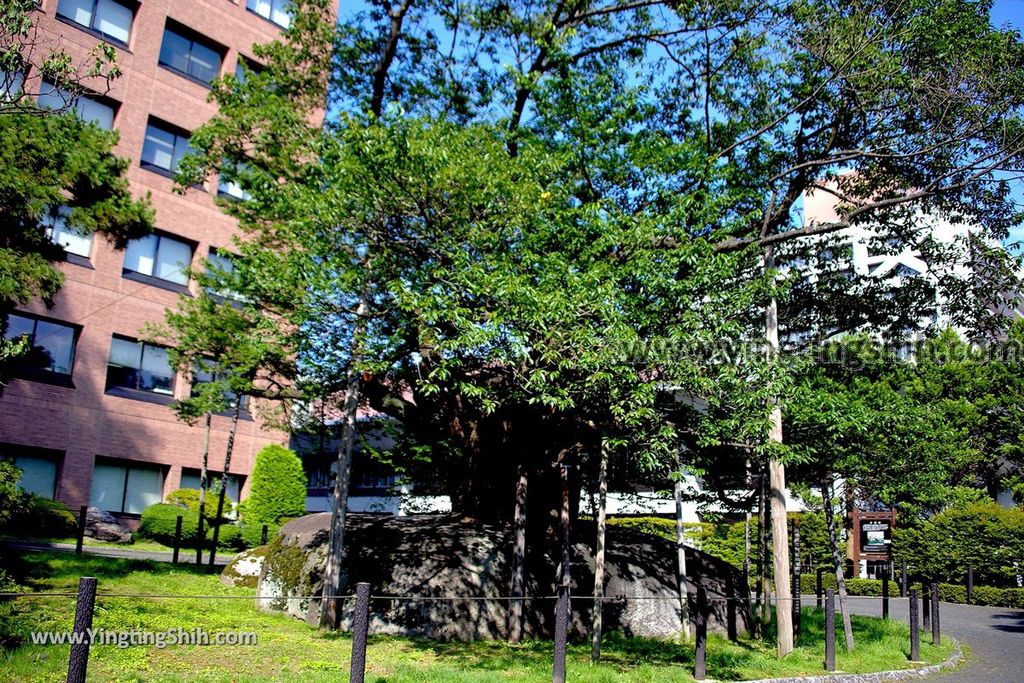 YTS_YTS_20190725_日本東北岩手盛岡石割桜Japan Tohoku Iwate The Rock Splitting Cherry Tree007_539A3357.jpg