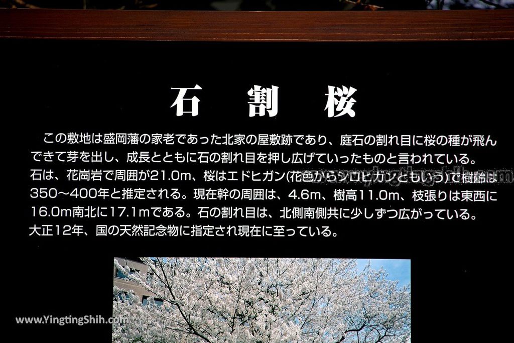 YTS_YTS_20190725_日本東北岩手盛岡石割桜Japan Tohoku Iwate The Rock Splitting Cherry Tree015_539A3371.jpg