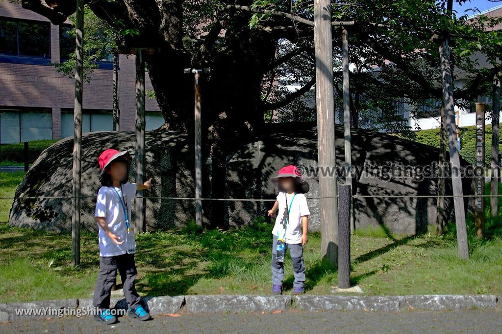 YTS_YTS_20190725_日本東北岩手盛岡石割桜Japan Tohoku Iwate The Rock Splitting Cherry Tree022_539A3387.jpg