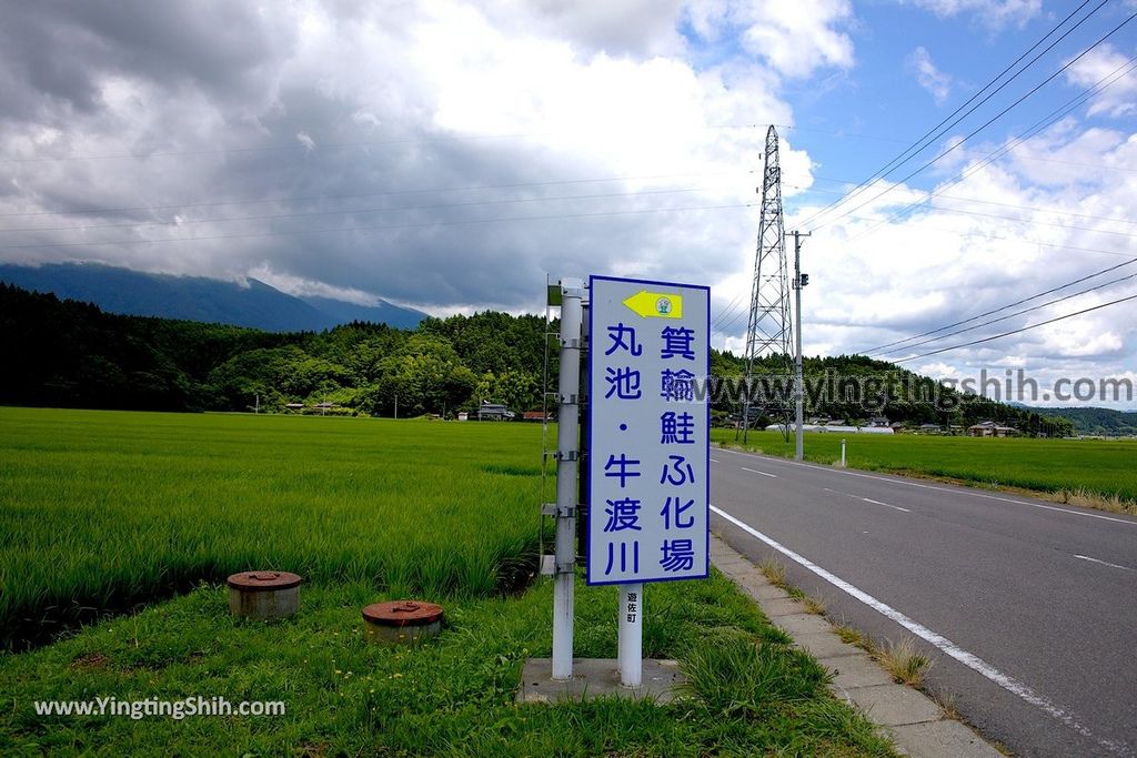 YTS_YTS_20190715_日本東北山形丸池様／牛渡川（梅花藻）／箕輪鮭孵化場Japan Tohoku Yamagata Maruike-sama Pond001_539A1356.jpg