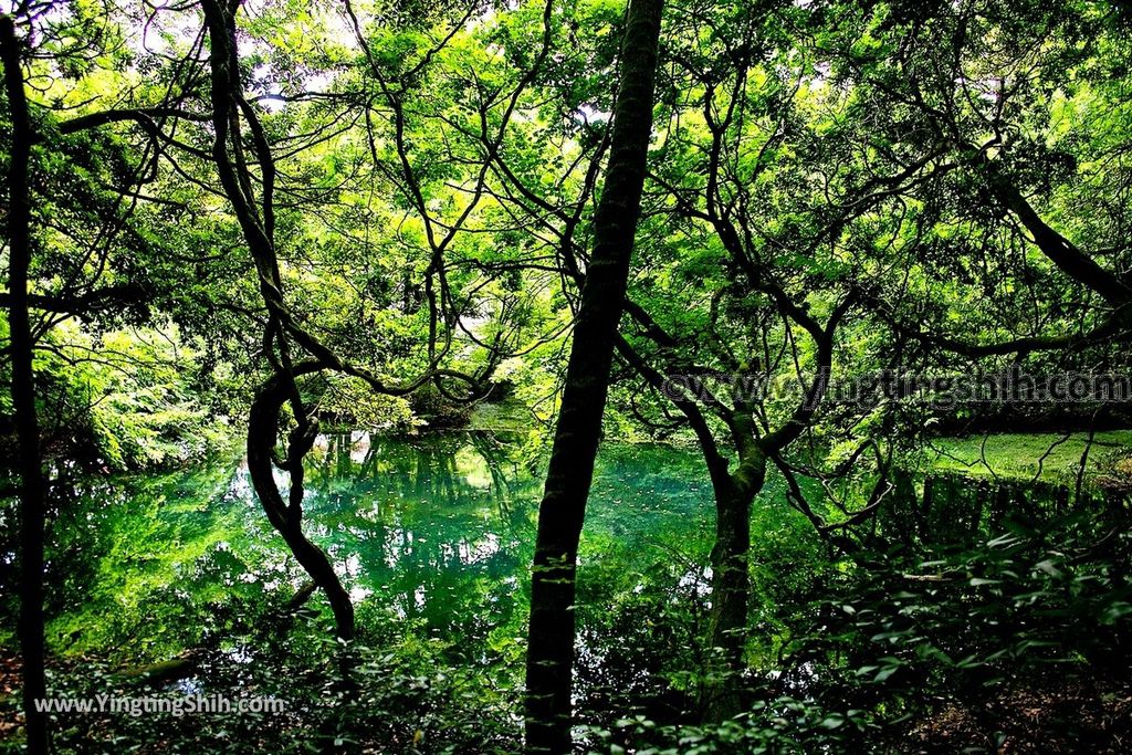 YTS_YTS_20190715_日本東北山形丸池様／牛渡川（梅花藻）／箕輪鮭孵化場Japan Tohoku Yamagata Maruike-sama Pond026_539A2216.jpg