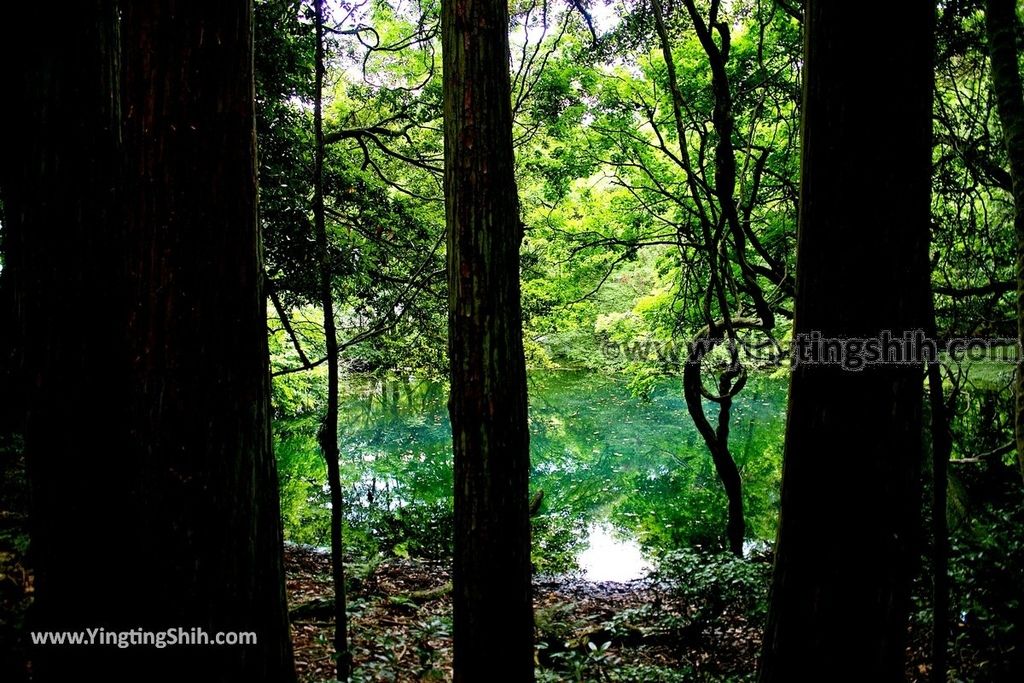 YTS_YTS_20190715_日本東北山形丸池様／牛渡川（梅花藻）／箕輪鮭孵化場Japan Tohoku Yamagata Maruike-sama Pond034_539A2161.jpg