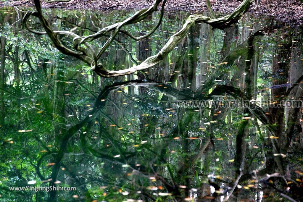 YTS_YTS_20190715_日本東北山形丸池様／牛渡川（梅花藻）／箕輪鮭孵化場Japan Tohoku Yamagata Maruike-sama Pond037_539A2237.jpg