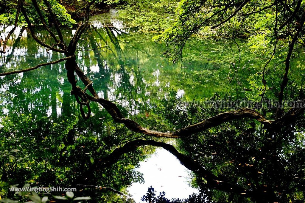 YTS_YTS_20190715_日本東北山形丸池様／牛渡川（梅花藻）／箕輪鮭孵化場Japan Tohoku Yamagata Maruike-sama Pond051_539A2173.jpg