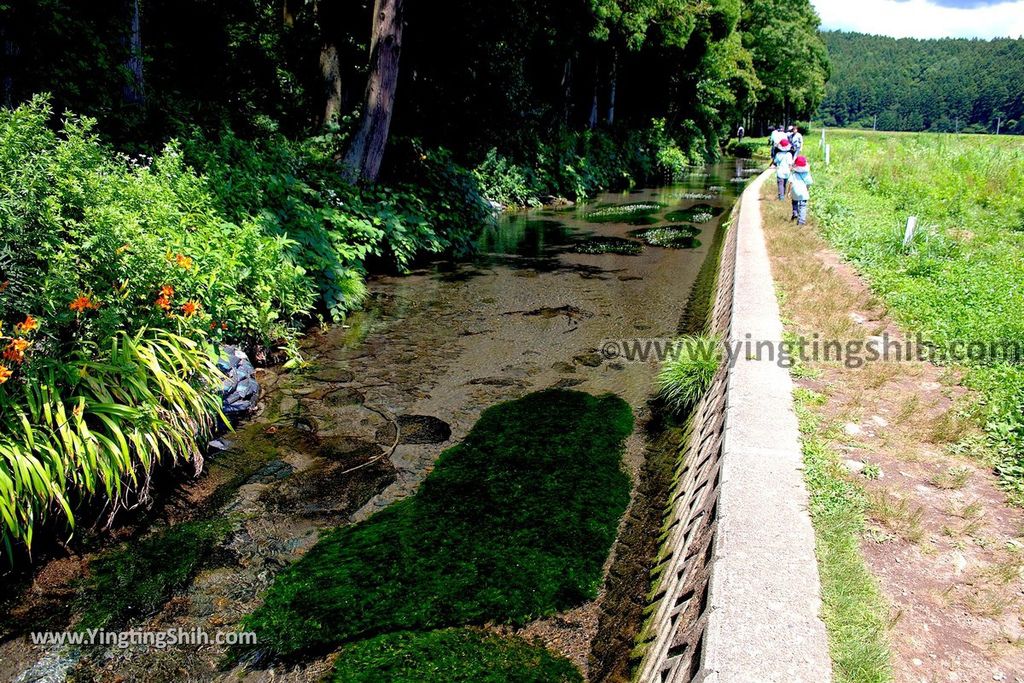 YTS_YTS_20190715_日本東北山形丸池様／牛渡川（梅花藻）／箕輪鮭孵化場Japan Tohoku Yamagata Maruike-sama Pond059_539A1424.jpg