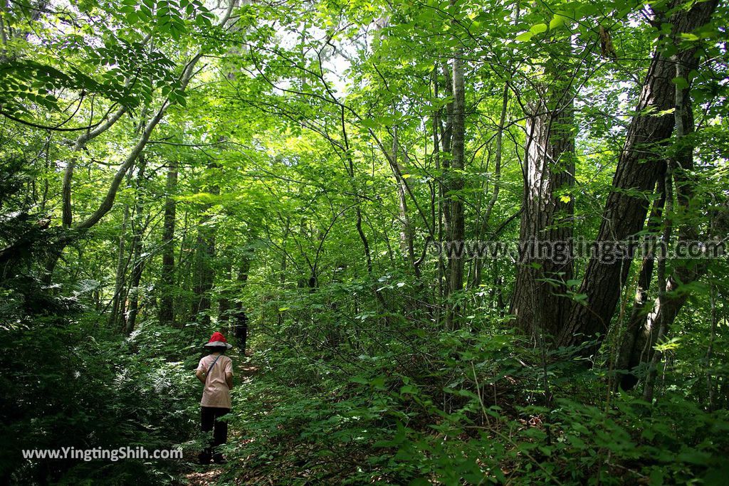 YTS_YTS_20190717_日本東北青森白神十二湖王池／八景の池Japan Tohoku Aomori Oike Pond／Juniko／Twelve Lakes023_539A6581.jpg