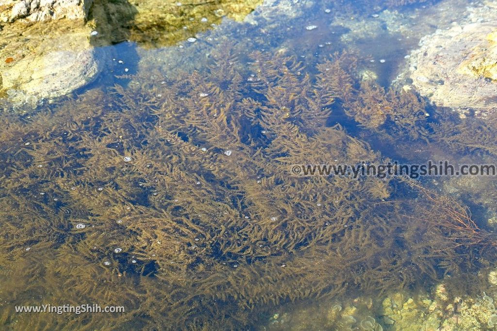 YTS_YTS_20190717_日本東北青森白神十二湖象岩Japan Tohoku Aomori Zoiwa／Elephant Rock038_539A8231.jpg