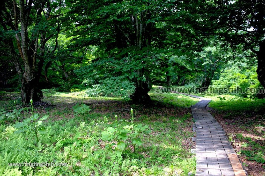 YTS_YTS_20190718_日本東北秋田中島台／獅子ヶ鼻湿原Japan Tohoku Akita Nakajimadai Recreation Forest024_539A8447.jpg