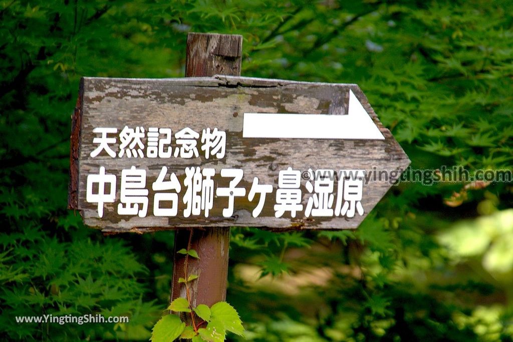 YTS_YTS_20190718_日本東北秋田中島台／獅子ヶ鼻湿原Japan Tohoku Akita Nakajimadai Recreation Forest023_539A8446.jpg