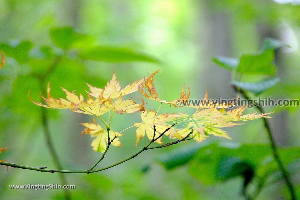 YTS_YTS_20190718_日本東北秋田中島台／獅子ヶ鼻湿原Japan Tohoku Akita Nakajimadai Recreation Forest034_539A8537.jpg