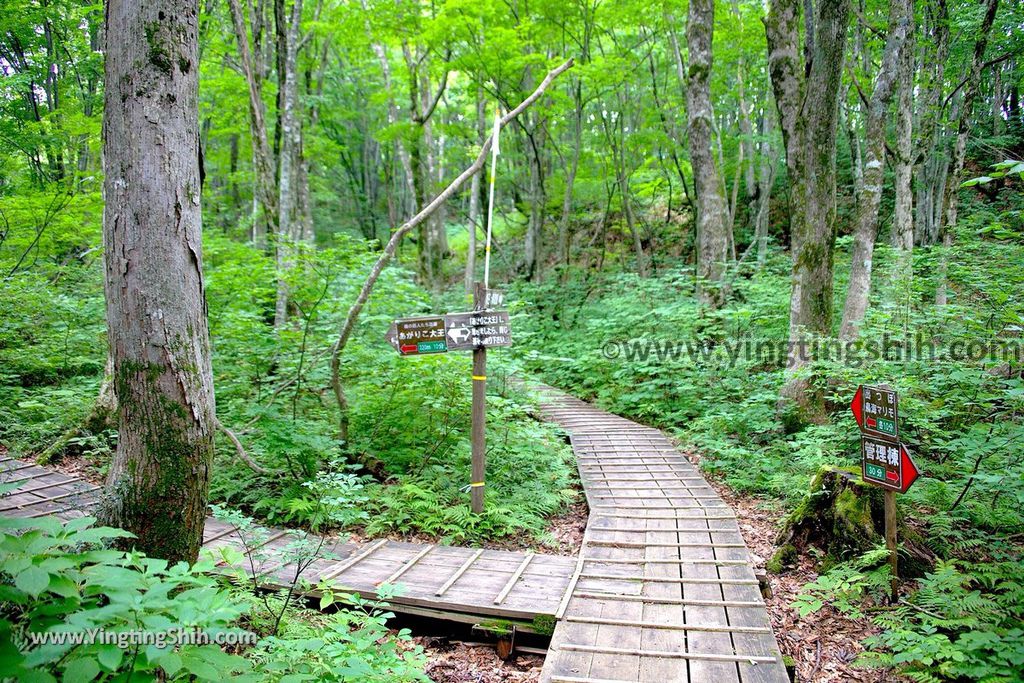 YTS_YTS_20190718_日本東北秋田中島台／獅子ヶ鼻湿原Japan Tohoku Akita Nakajimadai Recreation Forest035_539A8548.jpg