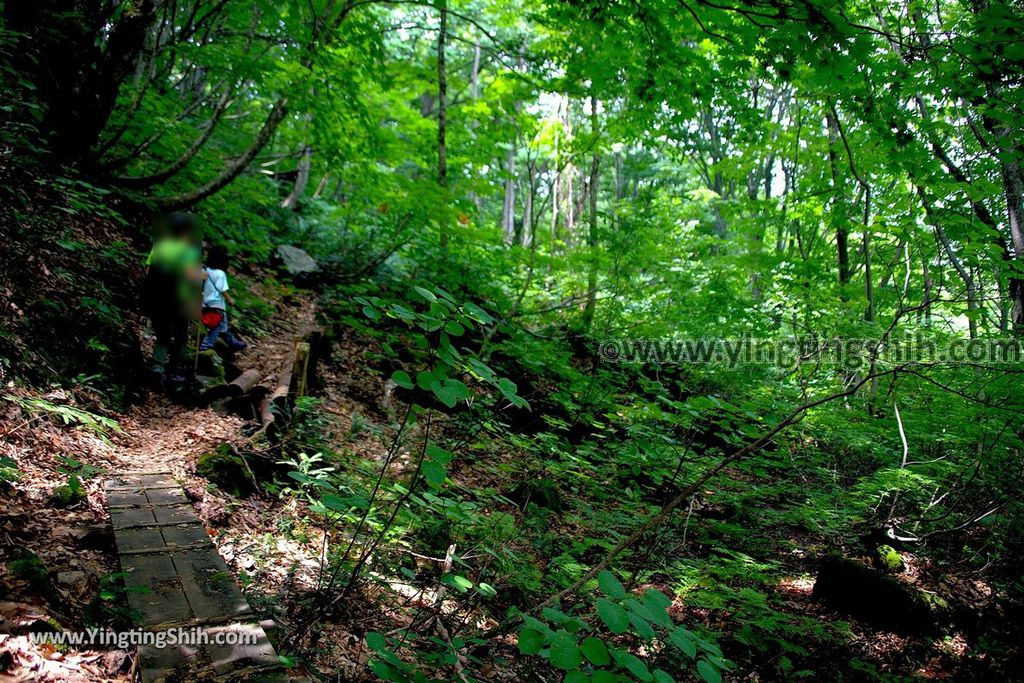 YTS_YTS_20190718_日本東北秋田中島台／獅子ヶ鼻湿原Japan Tohoku Akita Nakajimadai Recreation Forest047_539A8606.jpg