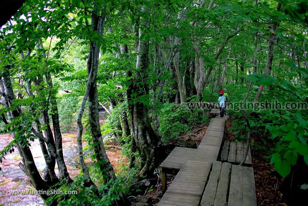 YTS_YTS_20190718_日本東北秋田中島台／獅子ヶ鼻湿原Japan Tohoku Akita Nakajimadai Recreation Forest072_539A8970.jpg