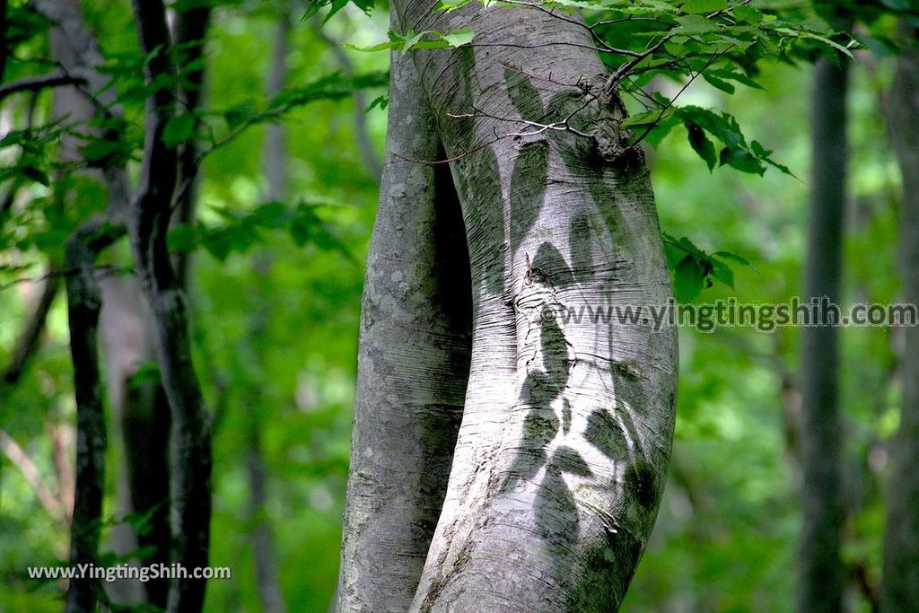 YTS_YTS_20190718_日本東北秋田中島台／獅子ヶ鼻湿原Japan Tohoku Akita Nakajimadai Recreation Forest079_539A9116.jpg