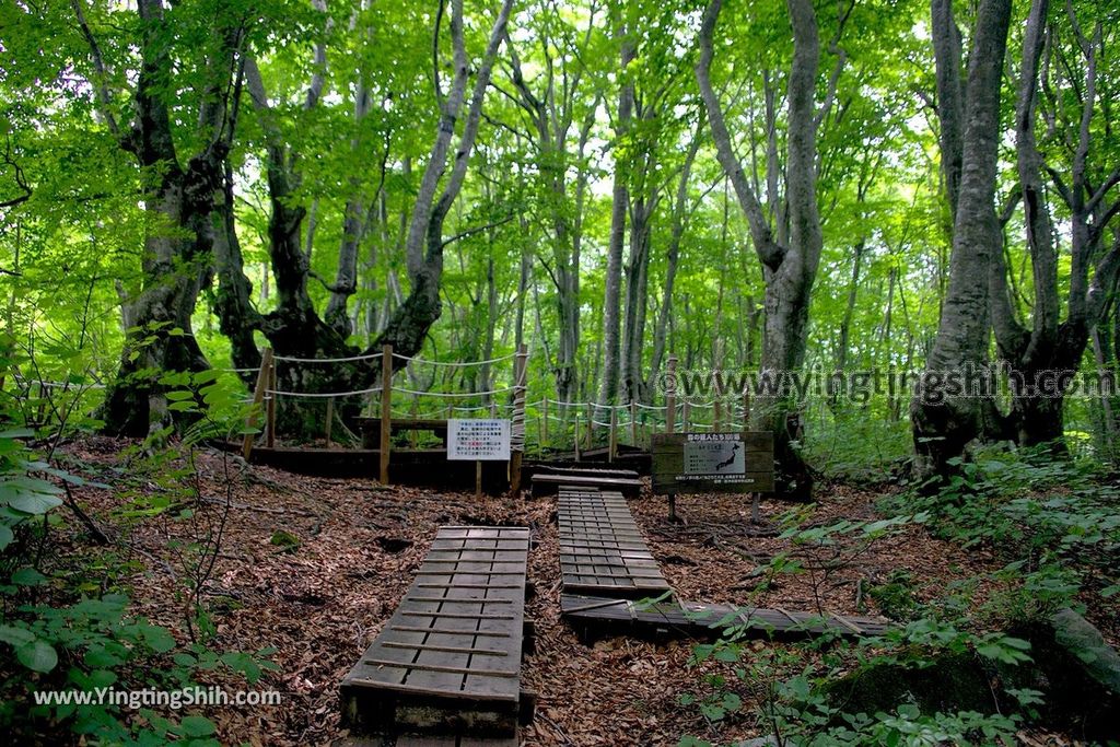 YTS_YTS_20190718_日本東北秋田中島台／獅子ヶ鼻湿原Japan Tohoku Akita Nakajimadai Recreation Forest090_539A9135.jpg