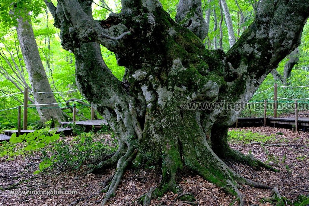 YTS_YTS_20190718_日本東北秋田中島台／獅子ヶ鼻湿原Japan Tohoku Akita Nakajimadai Recreation Forest099_539A9366.jpg