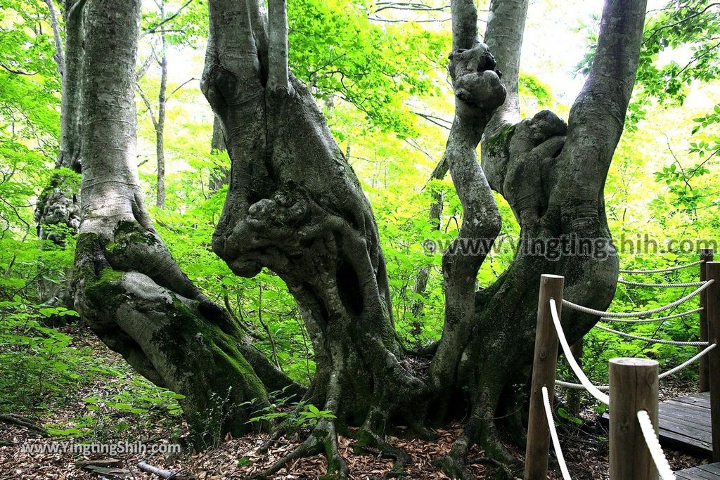 YTS_YTS_20190718_日本東北秋田中島台／獅子ヶ鼻湿原Japan Tohoku Akita Nakajimadai Recreation Forest100_539A9363.jpg