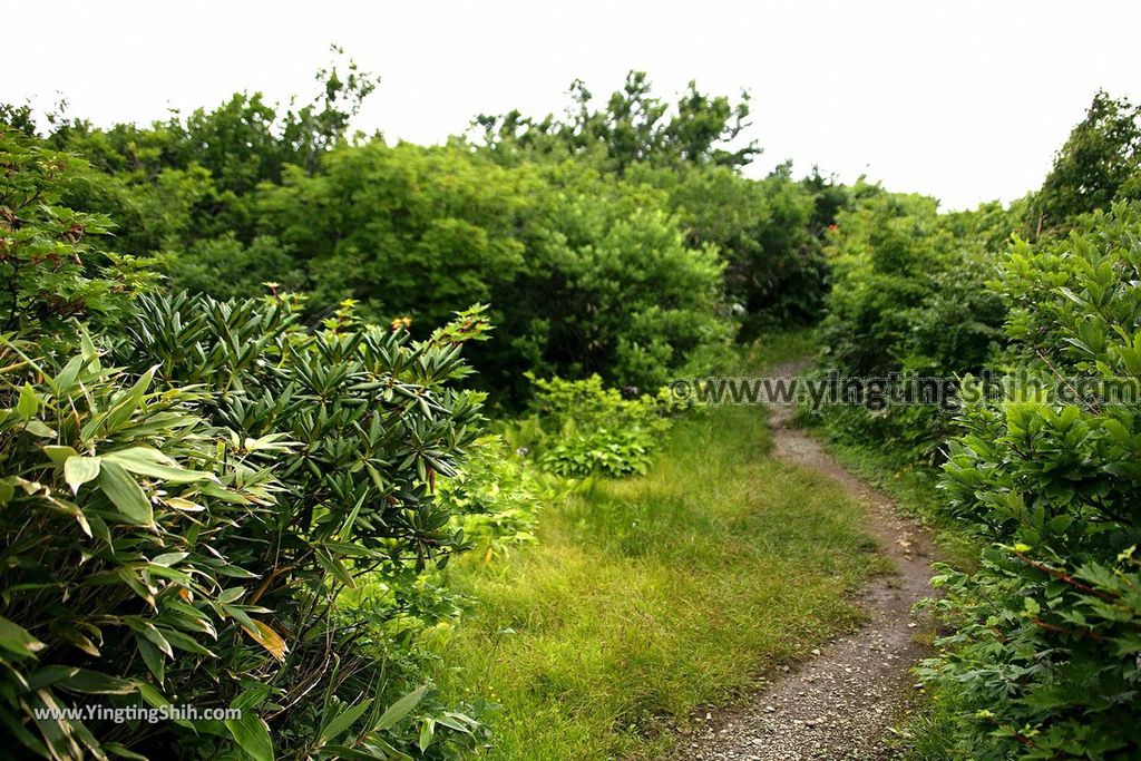 YTS_YTS_20190718_日本東北秋田竜ヶ原濕原／祓川神社／鳥海山矢島Japan Tohoku Akita Ryugahara Wetlands030_539A9452.jpg