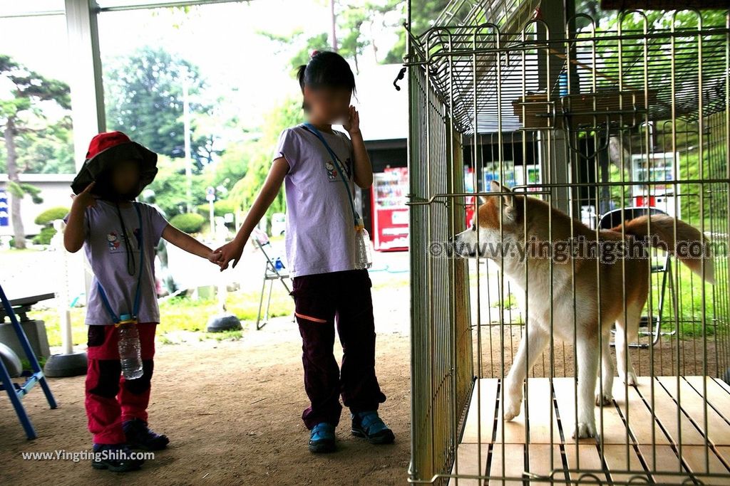 YTS_YTS_20190719_日本東北秋田千秋公園／秋田犬／彌高神社／胡月池Japan Tohoku Akita Senshu Park071_539A2116.jpg