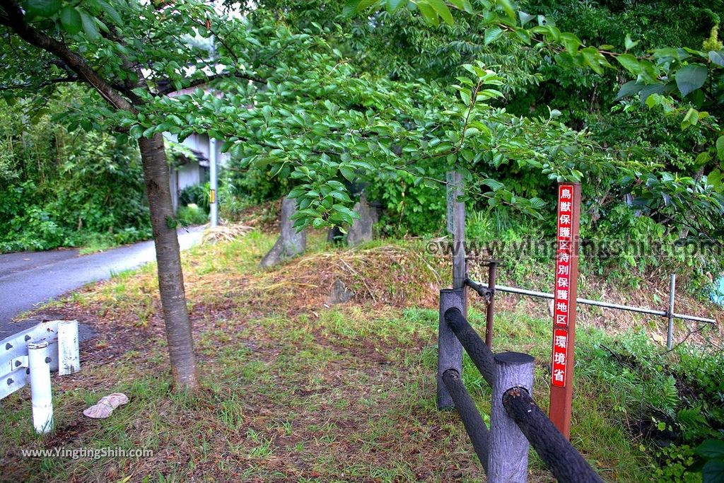 YTS_YTS_20190817_日本東北山形大山上池（拉姆薩公約登錄濕地）Japan Tohoku Yamagata Ohyama Kami-ike（Ramsar Wetland）026_539A9312.jpg