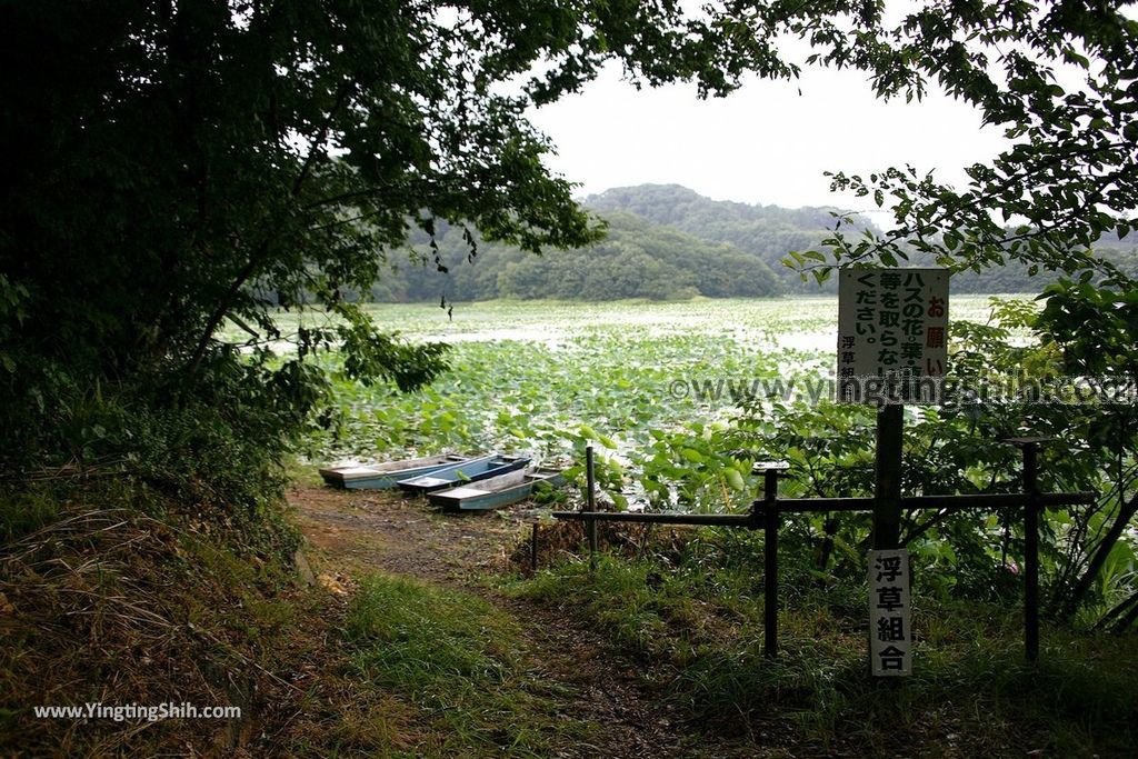 YTS_YTS_20190817_日本東北山形大山上池（拉姆薩公約登錄濕地）Japan Tohoku Yamagata Ohyama Kami-ike（Ramsar Wetland）029_539A9314.jpg