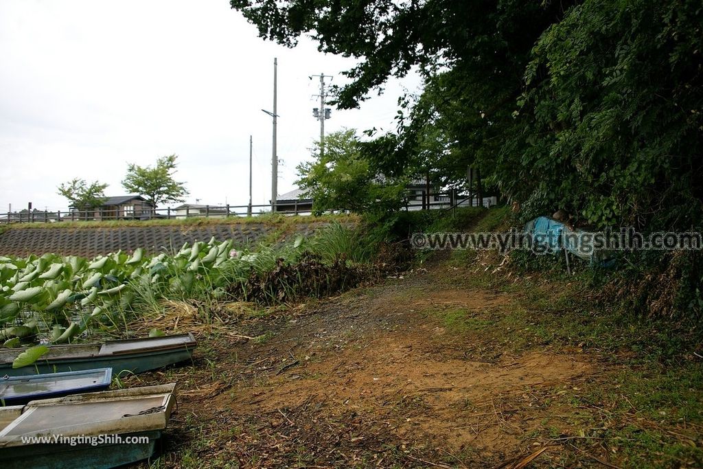 YTS_YTS_20190817_日本東北山形大山上池（拉姆薩公約登錄濕地）Japan Tohoku Yamagata Ohyama Kami-ike（Ramsar Wetland）033_539A9331.jpg