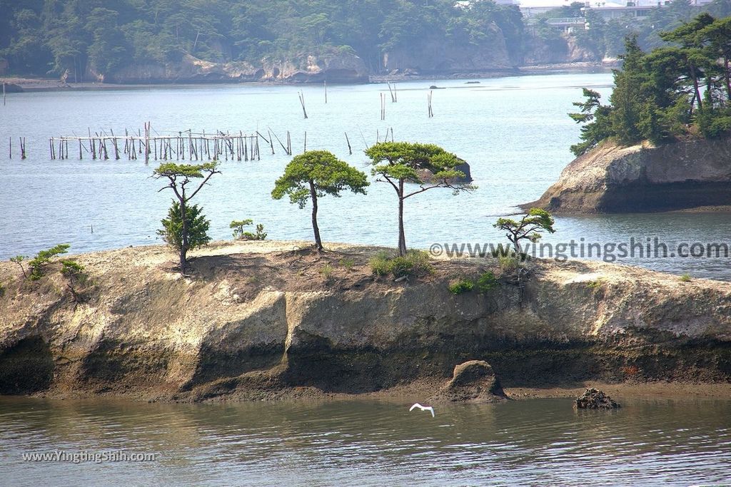 YTS_YTS_20190731_日本東北宮城松島貓尾巴／馬の背／子馬Japan Tohoku Miyagi Cat Tail／Matsushima Umanose018_539A2918.jpg