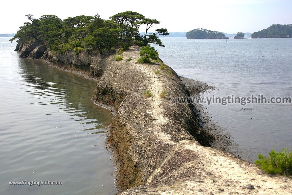 YTS_YTS_20190731_日本東北宮城松島貓尾巴／馬の背／子馬Japan Tohoku Miyagi Cat Tail／Matsushima Umanose025_539A3064.jpg