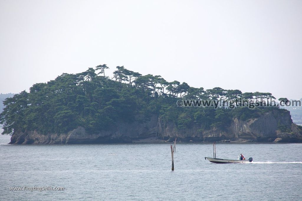 YTS_YTS_20190731_日本東北宮城松島貓尾巴／馬の背／子馬Japan Tohoku Miyagi Cat Tail／Matsushima Umanose046_539A2997.jpg