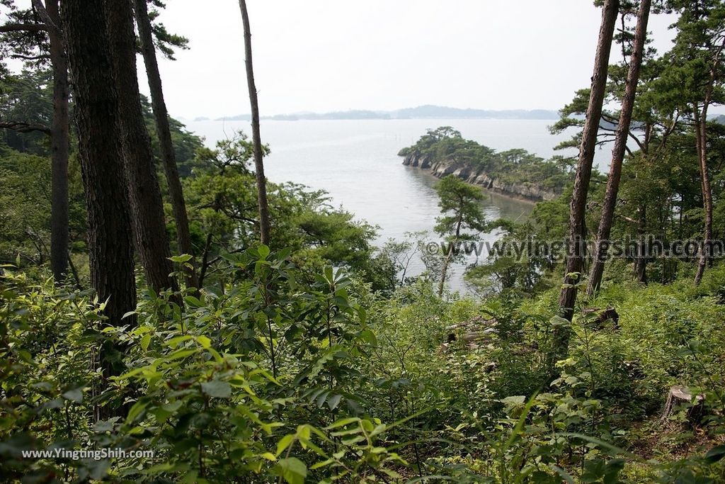 YTS_YTS_20190731_日本東北宮城松島貓尾巴／馬の背／子馬Japan Tohoku Miyagi Cat Tail／Matsushima Umanose058_539A3075.jpg